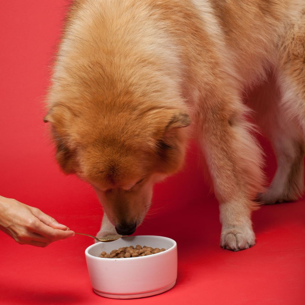 Senior Dog Supplement Powder 1lb Bag F835