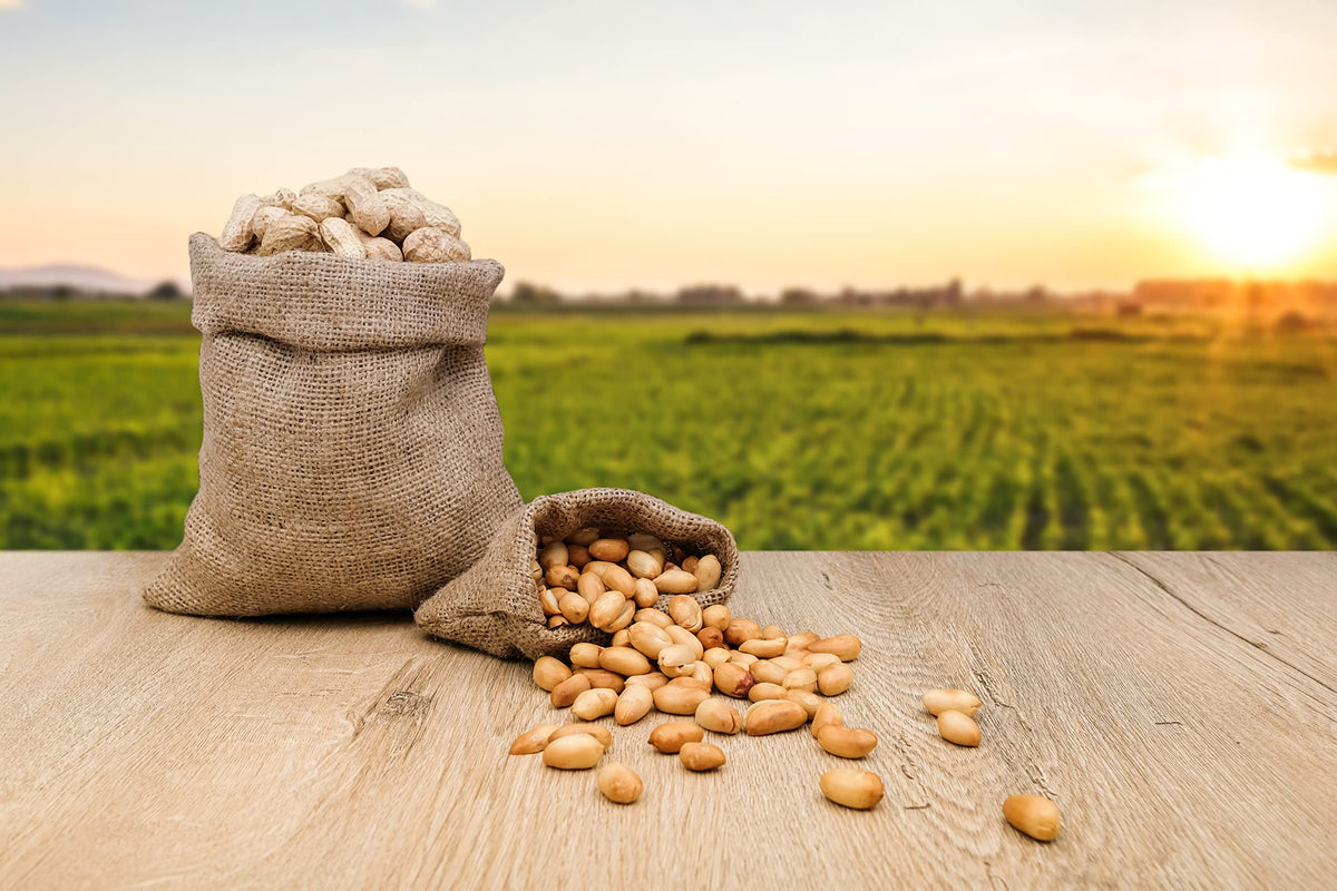 Raw Peanuts in Shell 2 Pound Bag (3-Pack) H145