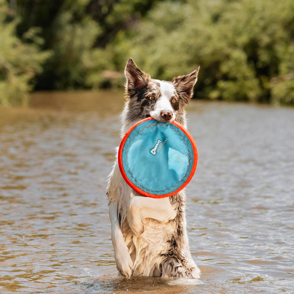 Flying Disc Dog Toy Large F3840