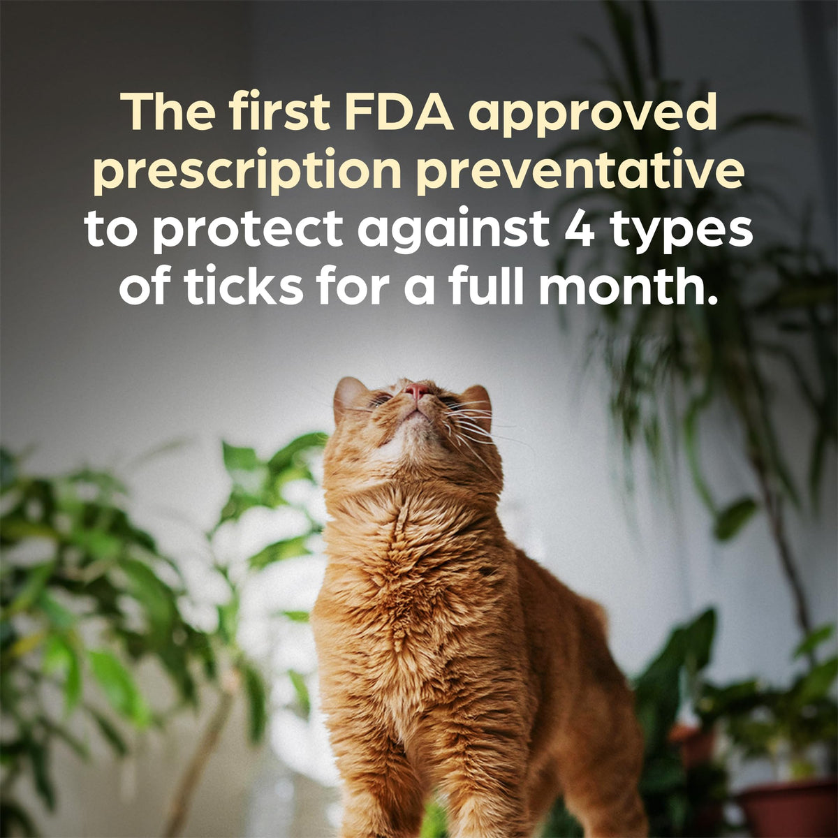Topical Solution for Cats 5.6-11 lbs 1-Month Supply F42524